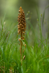 Fototapeta premium Bird's-nest orchid (Neottia nidus-avis) found in valley of river lech in austria