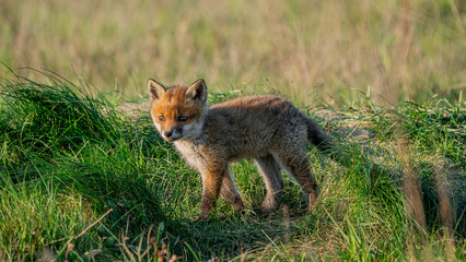 Baby Red Fox (Vulpes vulpes)
