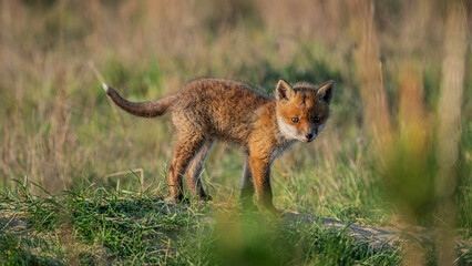 Fototapeta premium Baby Red Fox (Vulpes vulpes) resting near den