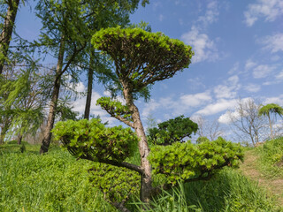 Artfully Shaped Tree in a Lush Green Landscape Under a Cloudy Sky