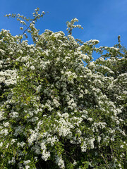 Hawthorn Hedge in flower in May, North Yorkshire, England, United Kingdom
