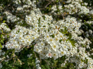 Hawthorn Hedge in flower in May, North Yorkshire, England, United Kingdom