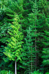 Lush green forest of pine trees in the mountains wilderness environemental