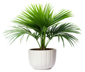 PNG Fiji Fan Palm plant leaf vase.
