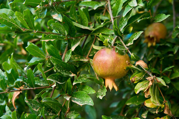 Close-up of a ripening pomegranate hanging on a tree surrounded by lush green leaves. Natural garden scene showing the vibrant colors and textures of this healthy and nutritious fruit.