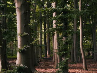 trees in the forest