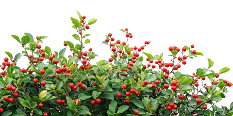 Berry bush with red berries on transparent png background