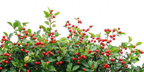 Berry bush with red berries on transparent png background