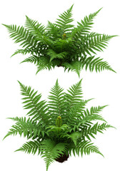 Naklejka premium Three vibrant Boston ferns, Nephrolepis exaltata, with lush, detailed fronds, healthy and well-formed, on a pristine plain transparent background, no shadows, high-angle shot, bright even
