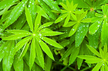 green background, photo of meadow grass leaves in summer with water drops during rain