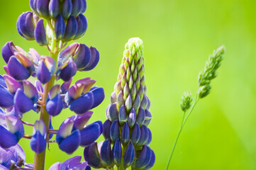 purple green background, in the photo purple lupines during flowering in summer on a green...