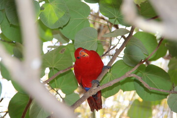 Roter Papagei