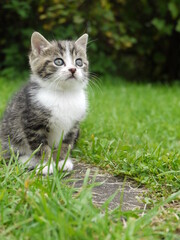 Kitten is sitting on the grass and looking at the camera