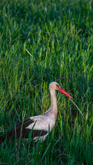 White stork (Ciconia ciconia) looking for food in the grass
