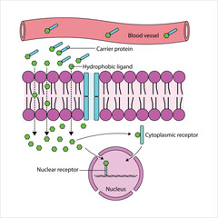 Cellular Transport of Hydrophobic Ligands