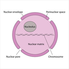 Cell Nucleus Diagram with Detailed Structures