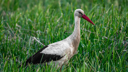 White stork (Ciconia ciconia) looking for food in the grass