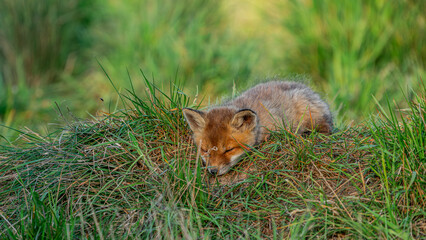 Young Red Fox (Vulpes vulpes) sleeping on the grass near den