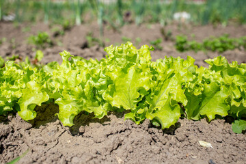 Lettice row on a garden dirt, growth close up concept