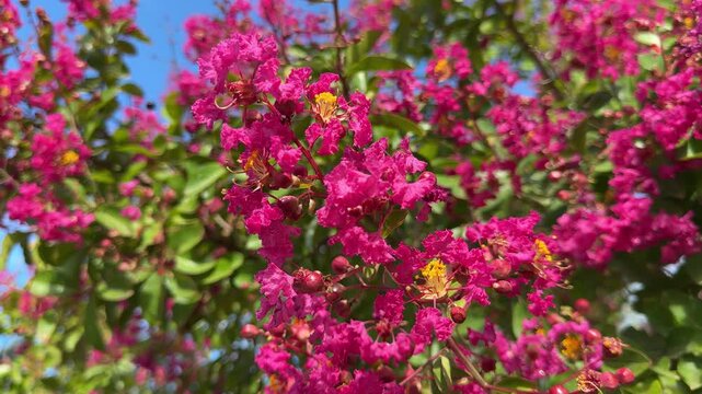 Lagerstroemia indica crape myrtle pink flowers.