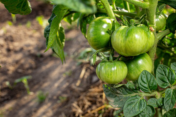 Green tomatoes growing in a garden at sunset light, soft focus close up