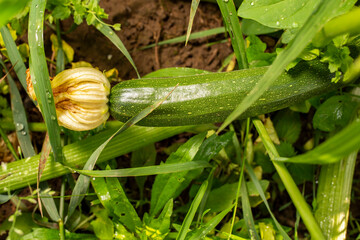 Zucchini vegetable with flower growing in the garden, close up