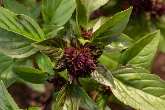 Red violet inflorescence of a basil tusli plant, soft focus close up - Powered by Adobe