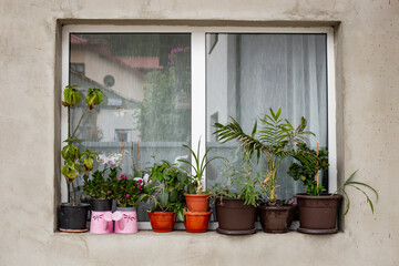Potted plants on a window shelf on a house going thru renovation, minimal backdrop