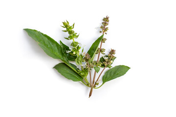Flowers of holy basil, close up isolated on white background