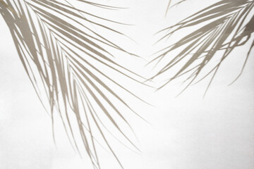 Exotic palm leaves shadows on white paper background, lush silhouettes texture, abstract defocused backdrop for product placement