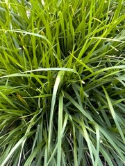 Green grass minimalistic background