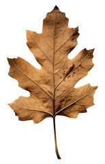 PNG Leaf textured plant paper.