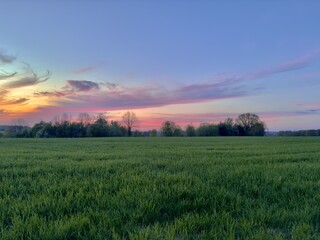 Pink and blue sunset over field with forest in the background