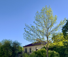 Old house in the park with clear blue sky in the background