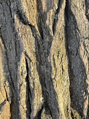 Tree bark texture, minimalistic macro background
