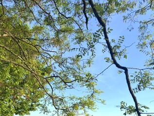 Green leaves against blue sky, minimalistic photo