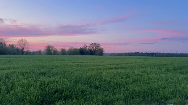Beautiful pink sunset over the field and forest in the background