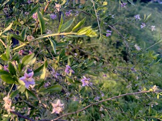 Wild violet flowers in the forest with sunlight