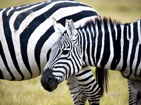 View of bold black and white stripes adorn zebras grazing in the golden grasses of the African savanna, a striking contrast in nature, Kimana, Kajiado County, Kenya.