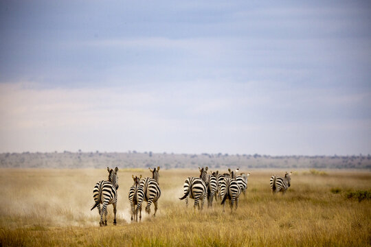 View of a dazzle of zebras gallop across the golden savanna, kicking up dust under a vast sky, their stripes a stark contrast against the dry grass, Kimana, Kajiado County, Kenya.