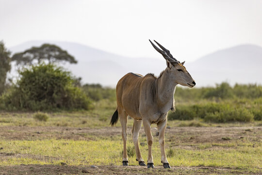 View of a majestic eland stands gracefully in the golden light, its spiral horns reaching towards the sky, against a backdrop of hazy mountains, Kimana, Kajiado County, Kenya.