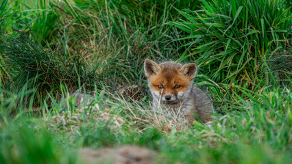 Red Fox pup (Vulpes vulpes)