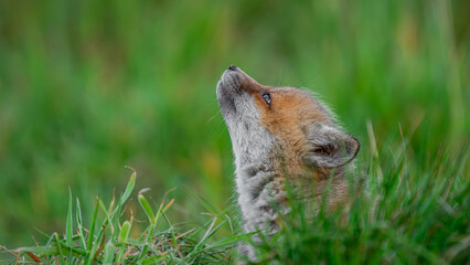 Red Fox cub (Vulpes vulpes) looks up