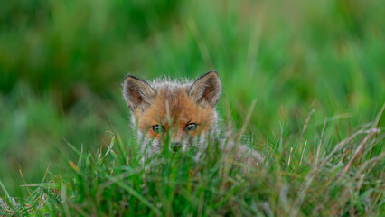 Red Fox pup (Vulpes vulpes) looks out from behind the grass