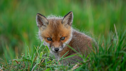 Small cub Red Fox (Vulpes vulpes) resting on the grass