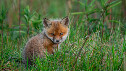 Baby Red Fox (Vulpes vulpes)