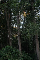 Tall Forest Trees at Dawn. Sunlight pierces through the dense canopy of a lush green forest, highlighting tall tree trunks.