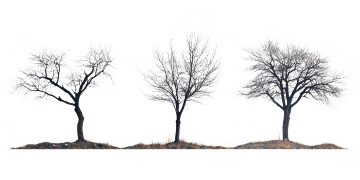 Three frosted trees isolated on transparent png background
