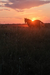 Silhouetted horse grazing at sunset, with an orange sky, casting a serene and atmospheric scene over a dark field.
