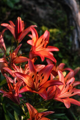 Vibrant orange-red lilies with dark spots, glowing against a soft, dark background. Elegant blooms...